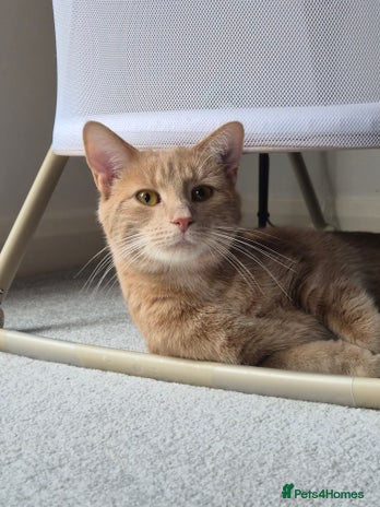 British Shorthair cats - Advert 1