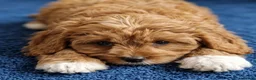 Cavapoo dogs for sale: Cavapoo Puppies looking for their forever homes - Advert 9