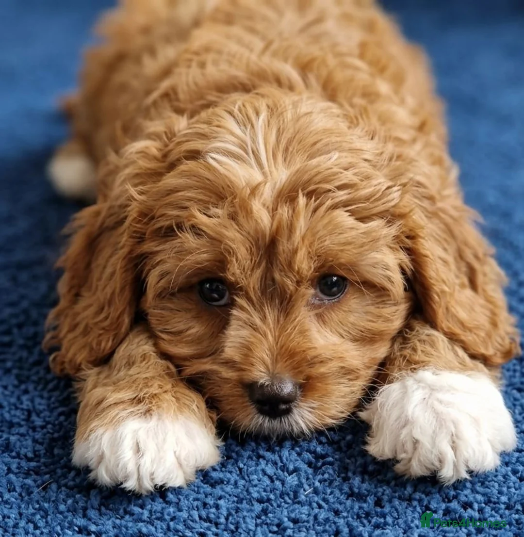 Cavapoo dogs for sale: Cavapoo Puppies looking for their forever homes - Advert 15
