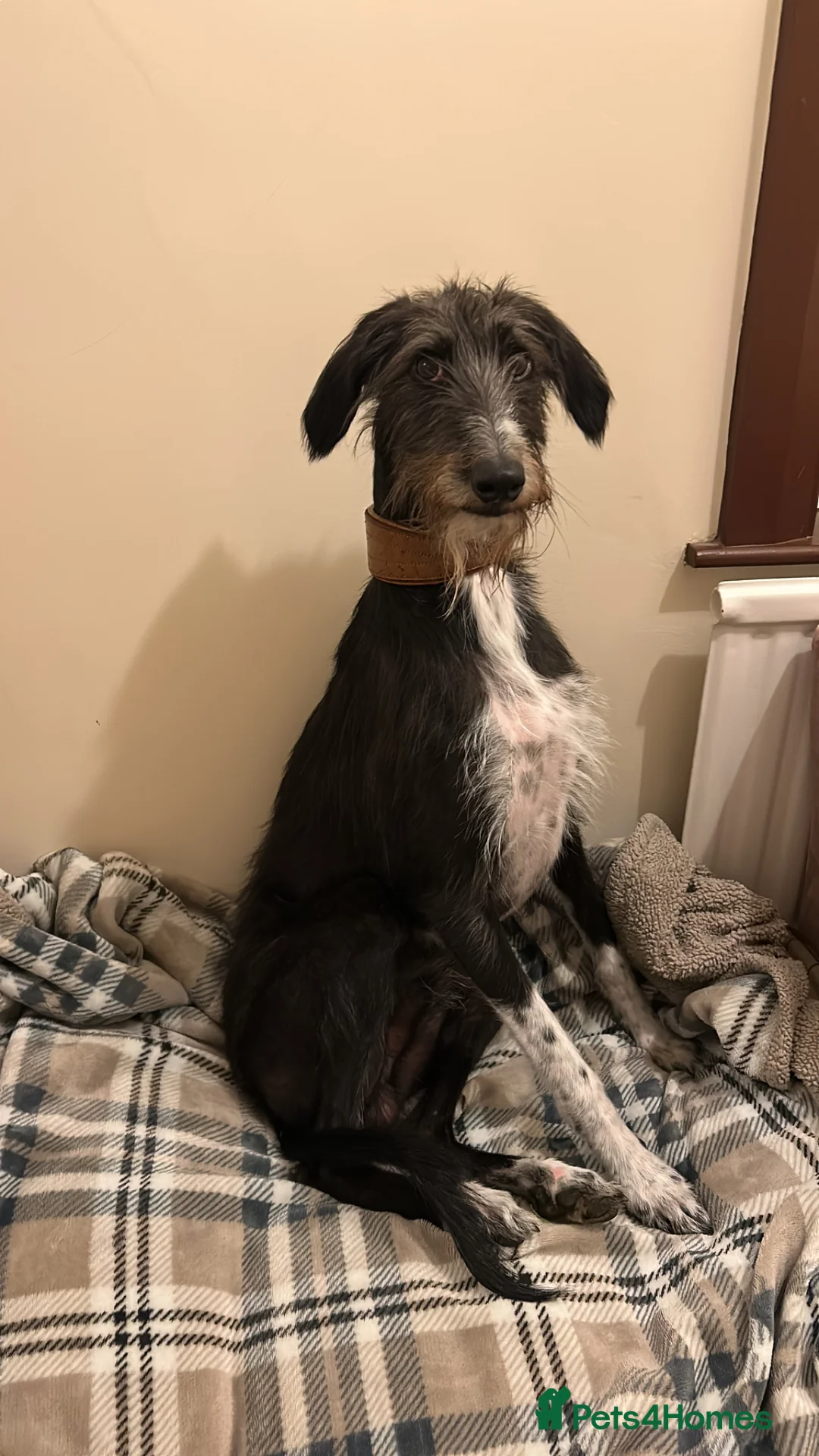 Mixed Breed dogs for sale: Lurcher - Saluki x Whippet/Bedlington  - Advert 6