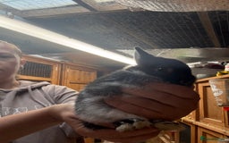 Netherland Dwarf rabbits for sale: Pure bred Netherland Dwarfs  - Image 5