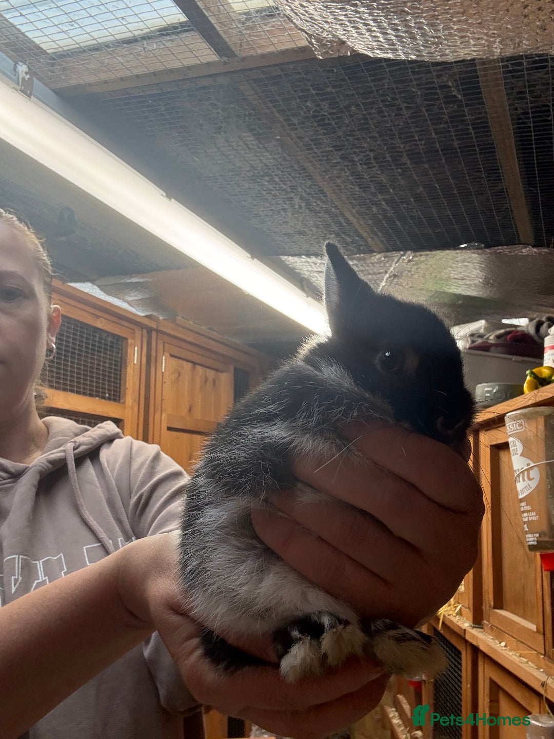 Netherland Dwarf rabbits for sale: Pure bred Netherland Dwarfs  - Image 5