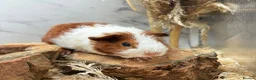 Guinea Pig rodents for sale:  Guinea Pigs For Sale 🩵 - Advert 1