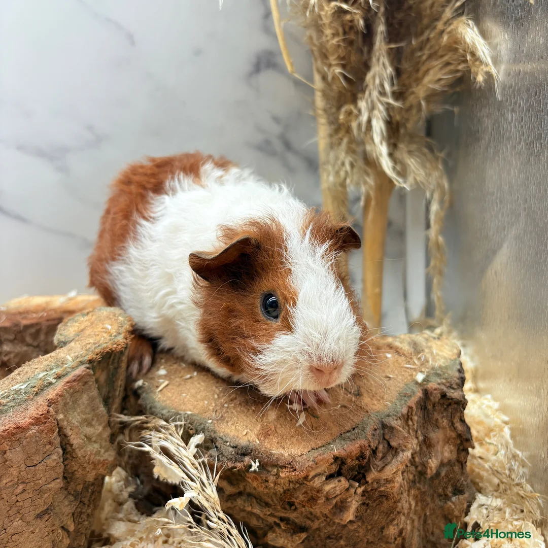 Guinea Pig rodents for sale:  Guinea Pigs For Sale 🩵 - Advert 1