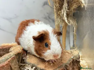 Guinea Pig rodents Guinea Pigs For Sale 🩵 - Advert 22
