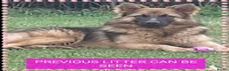 German Shepherd dogs for sale: Stunning babys - Advert 10