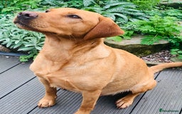 Labrador Retriever dogs for sale: FOX RED LABRADOR PUPPIES  - Image 9