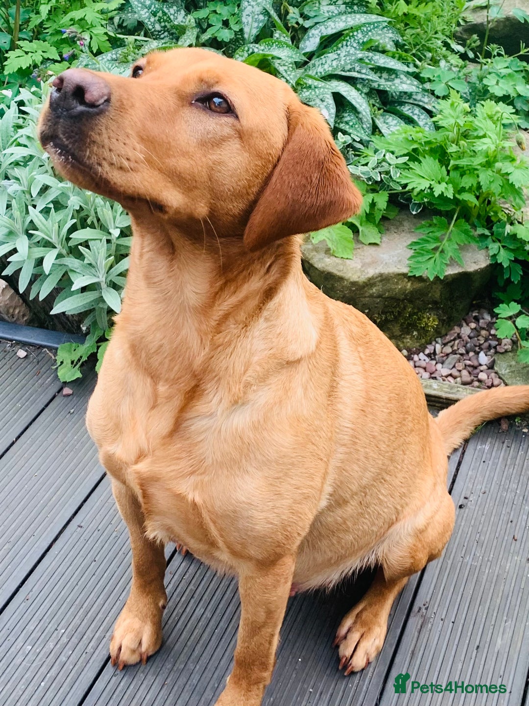 Labrador Retriever dogs for sale: FOX RED LABRADOR PUPPIES  - Image 9