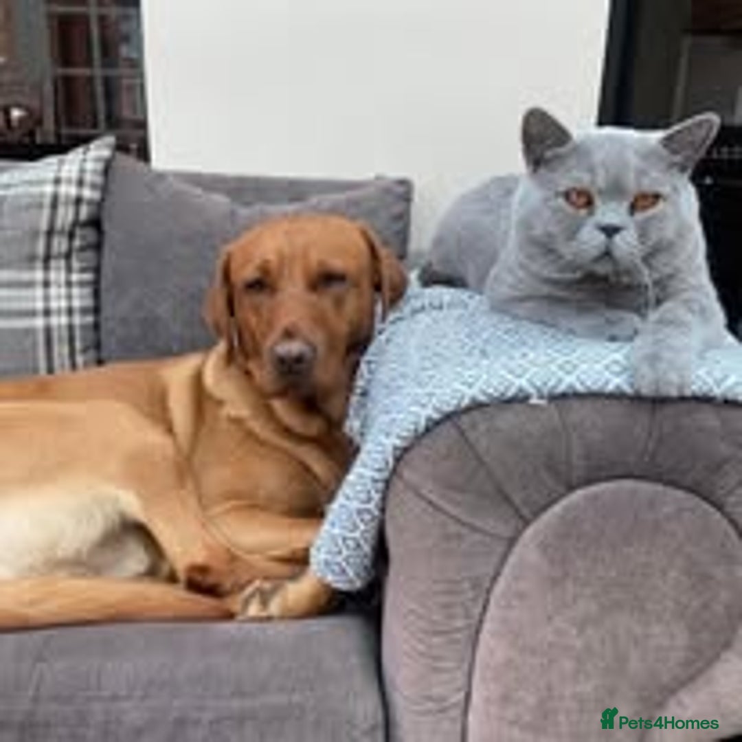 British Shorthair cats for sale: *Nearly Ready* GCCF Registered BSH Kittens  - Image 19