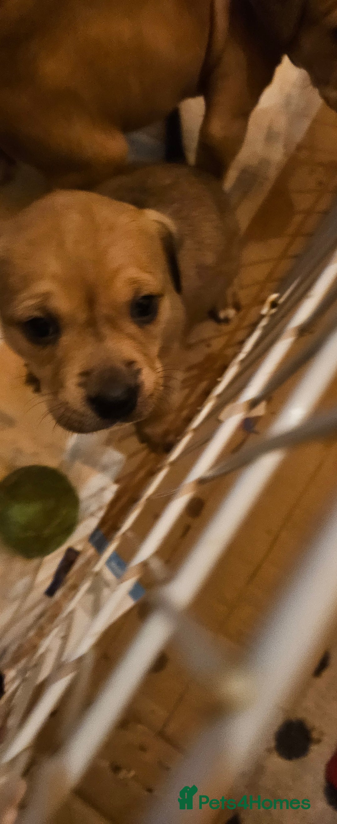 Mixed Breed dogs for sale: Puppies for sale - Advert 10