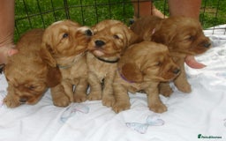 Cockapoo dogs for sale: Stunning F1 cockapoo puppies  - Image 13
