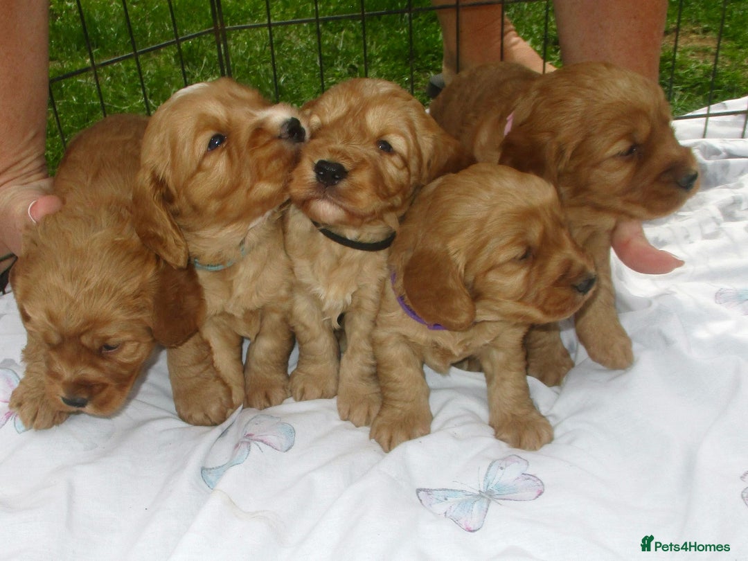 Cockapoo dogs for sale: Stunning F1 cockapoo puppies  - Image 13