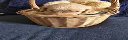 Cockapoo dogs for sale: Stunning homebred cockapoos - Advert 16