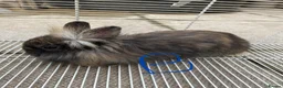 Lionhead rabbits for sale: I have both lop ear and Lionheads  - Advert 4