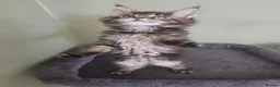 Maine Coon cats for sale: GCCF Registered Maine Coon Kittens  - Advert 19