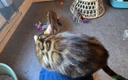 Bengal cats for sale: Registered Pure Bengal Babies Browns and Blues  - Image 4