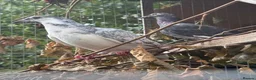 Pigeons birds for sale: Homing pigeons  - Advert 6