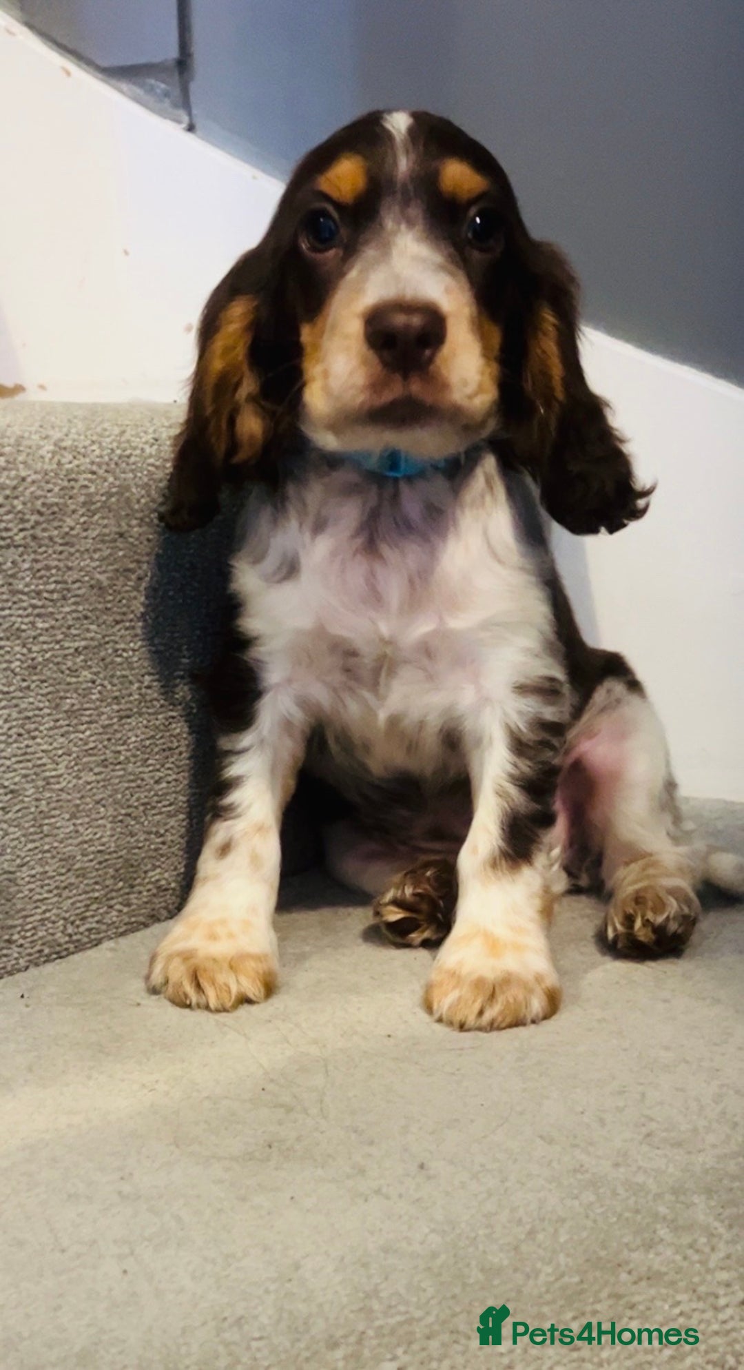 Cocker Spaniel dogs for sale: Cocker spaniel puppies  - Image 11