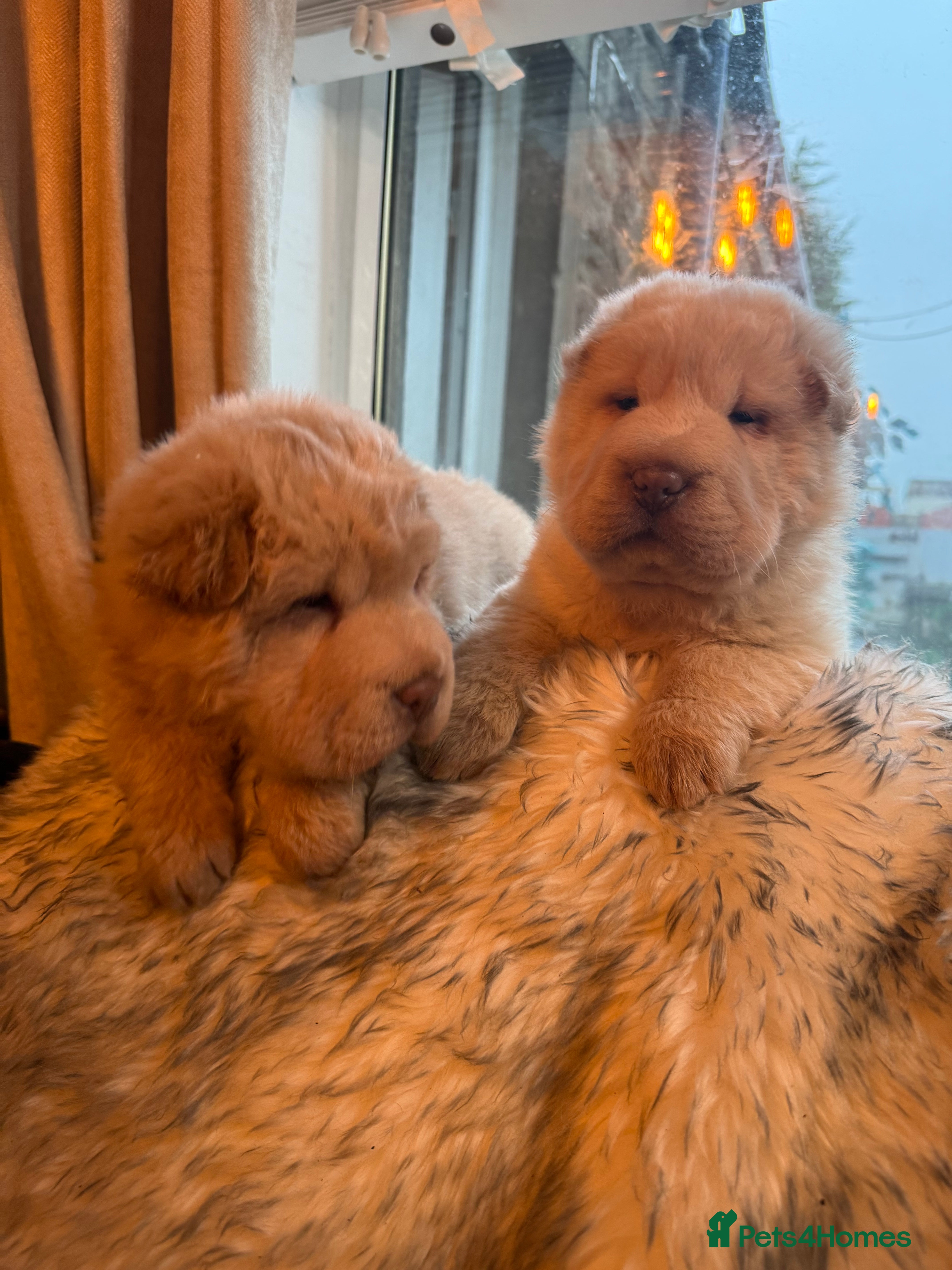 Shar Pei dogs 3  Gorgeous bears 🐻  - Advert 12