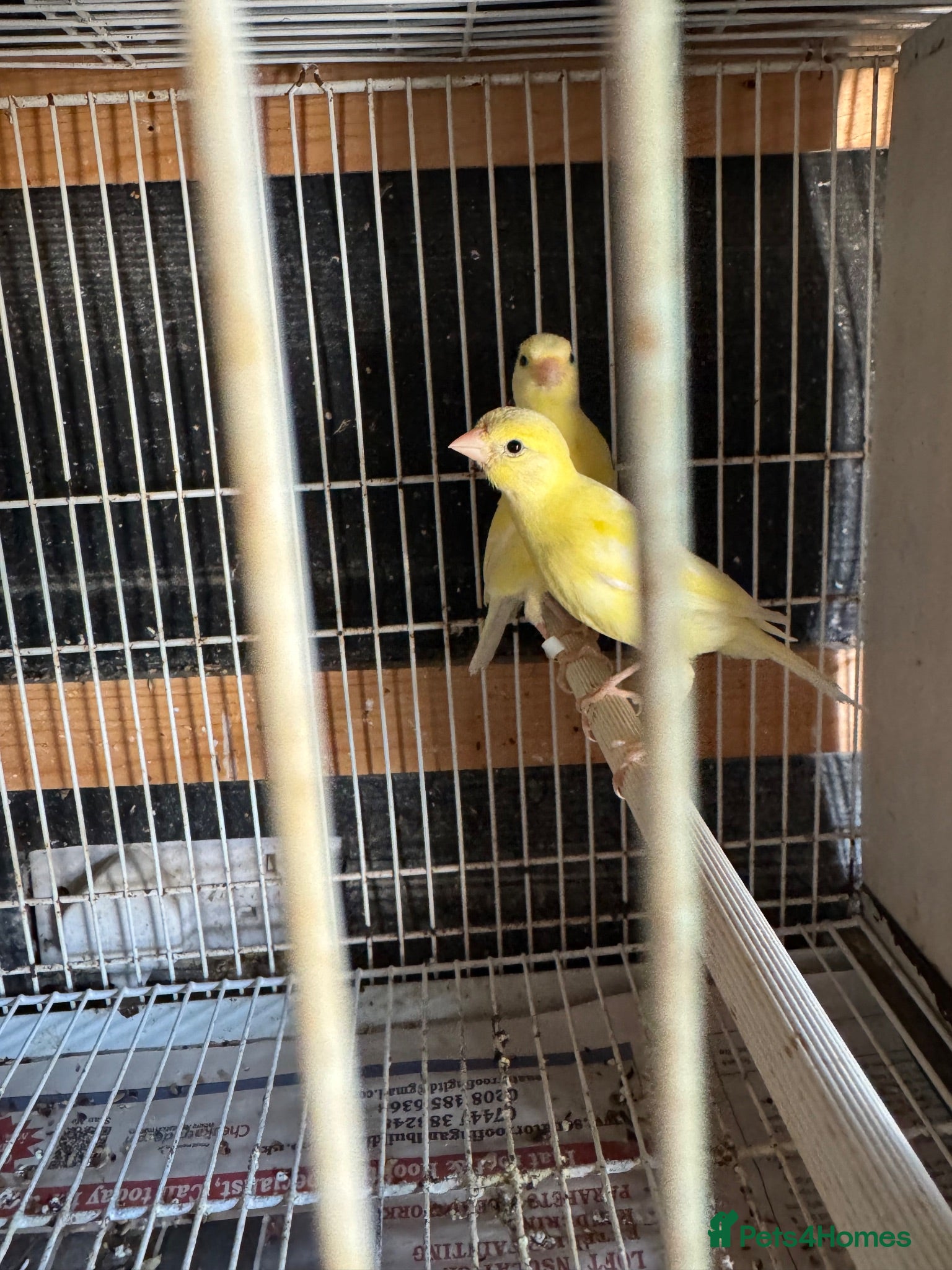 Finches birds Finches and canary for sale  - Advert 15