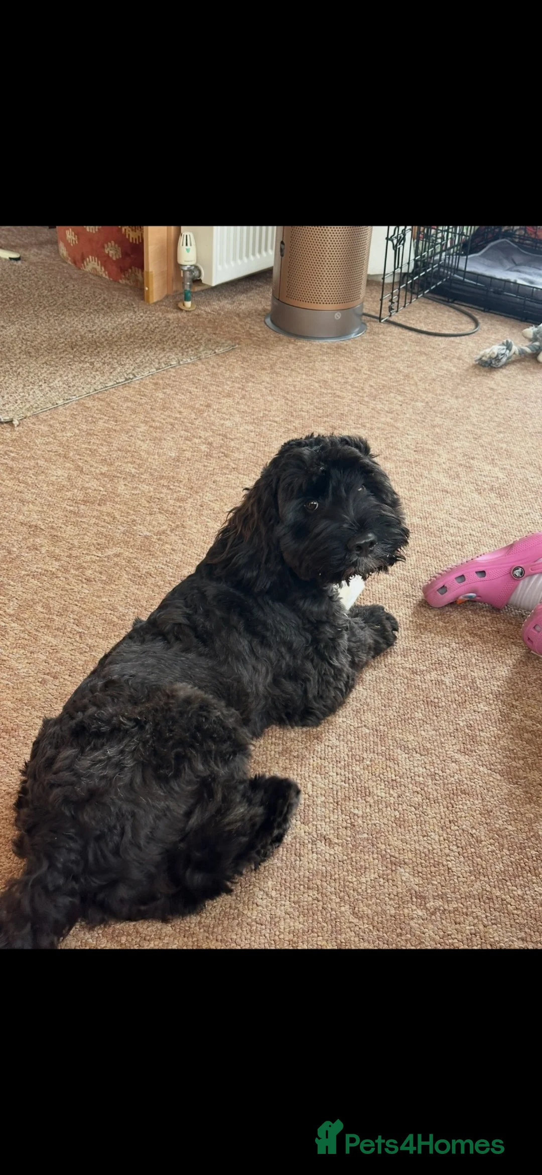 Cockapoo dogs for sale: Cockapoo puppy for sale  - Advert 2