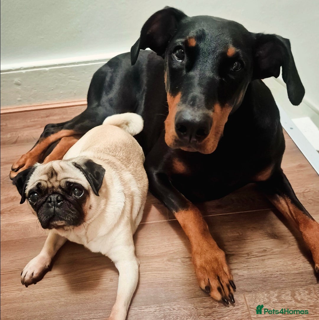 Pug dogs for sale: Beautiful small female pug 7 years  - Image 2