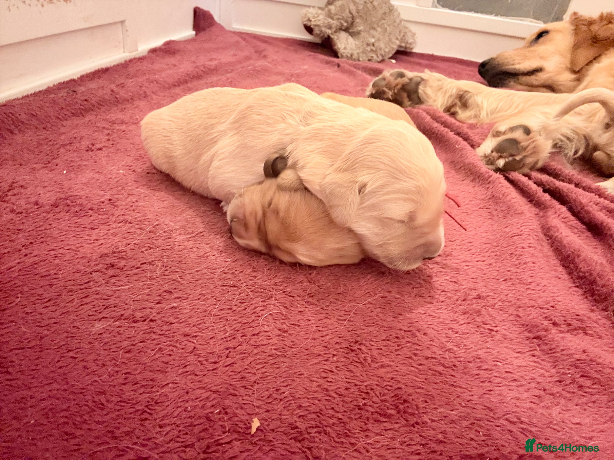 Golden Retriever dogs for sale: Beautiful Golden Retriever Puppys - Advert 12