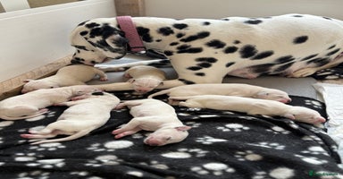 Dalmatian dogs - Advert 3