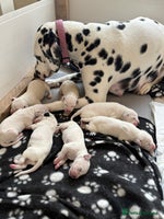 Dalmatian dogs - Advert 2