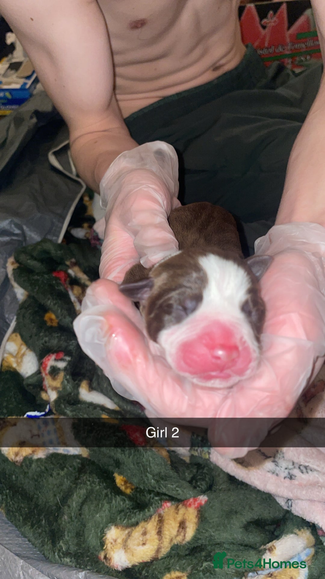 Mixed Breed dogs for sale: American bully x American bulldog puppies - Advert 6