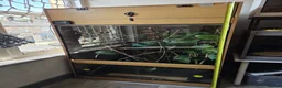 Chameleon reptiles for sale: Xl arboreal wooden vivarium   in Matlock - Advert 3