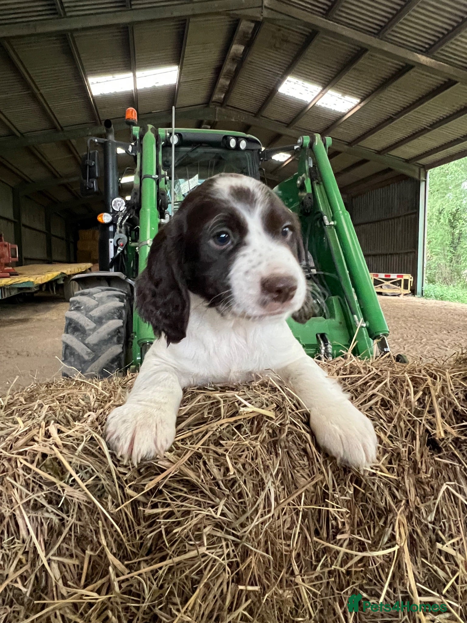 English Springer Spaniel dogs READY TO LEAVE NOW!! 3 Springer Spaniel boy pups! - Advert 4
