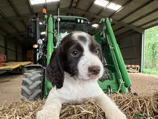 English Springer Spaniel dogs READY TO LEAVE NOW!! 3 Springer Spaniel boy pups! - Advert 4