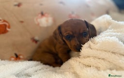 Miniature Dachshund dogs for sale: Top quality Miniature dachshund puppies. - Image 11
