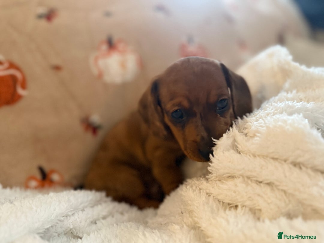Miniature Dachshund dogs for sale: Top quality Miniature dachshund puppies. - Image 11