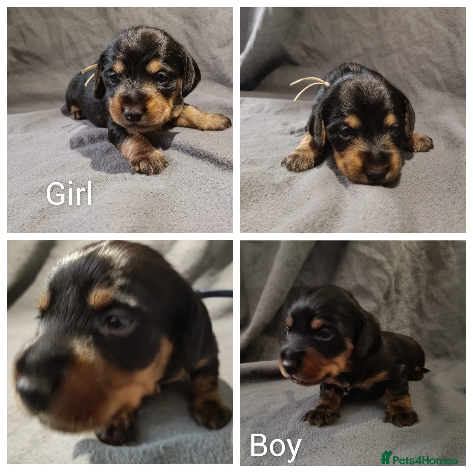 Mixed Breed dogs Dorkie Pups - Advert 10