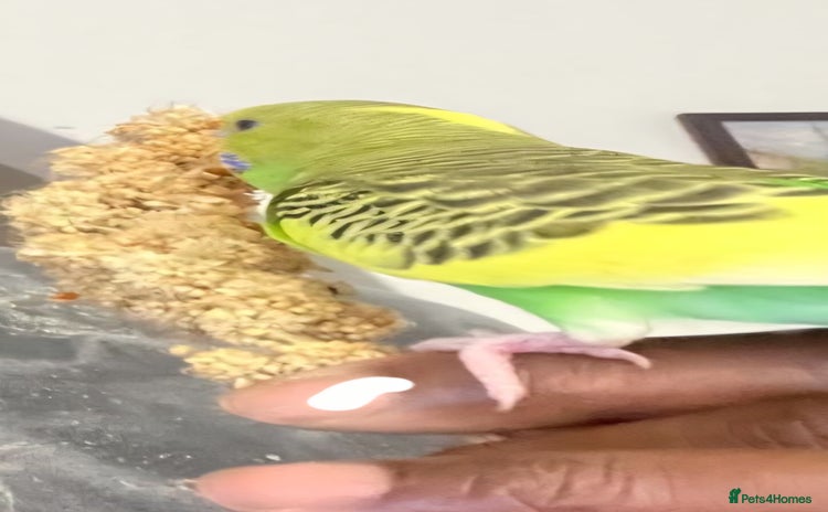 Budgerigars birds - Advert 9