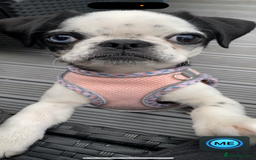 Pug dogs for sale: Stunning Puppy Unique Blue Eye Very Loving - Image 9