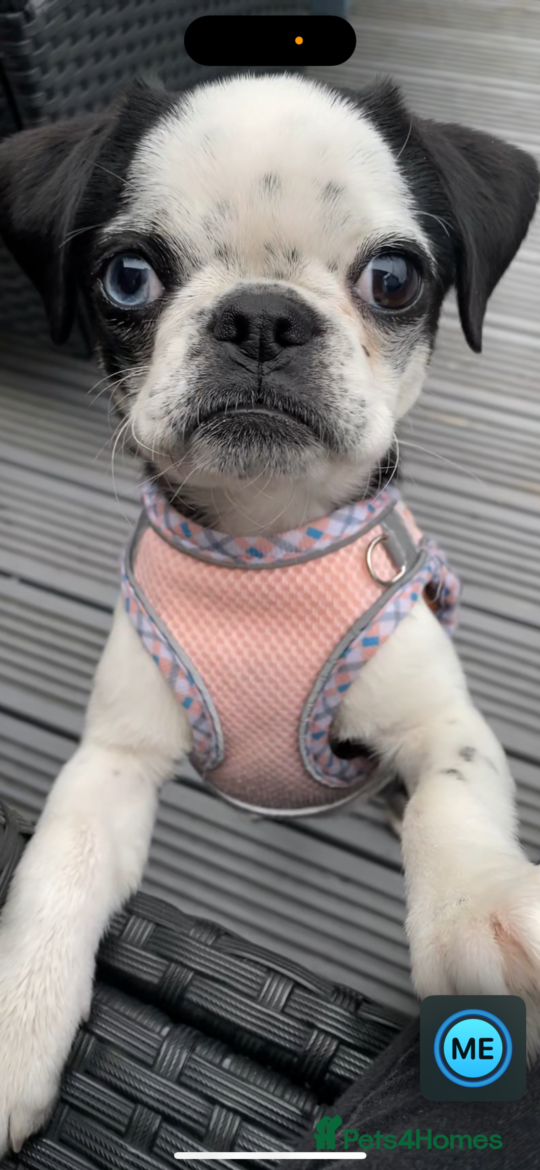 Pug dogs for sale: Stunning Puppy Unique Blue Eye Very Loving - Image 9