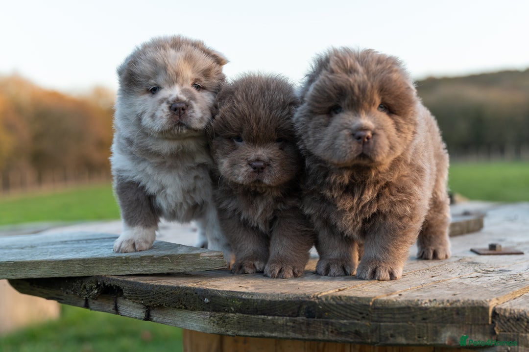Chow Chow dogs for sale: Chow Chow Male Puppy Kc Reg - Advert 5