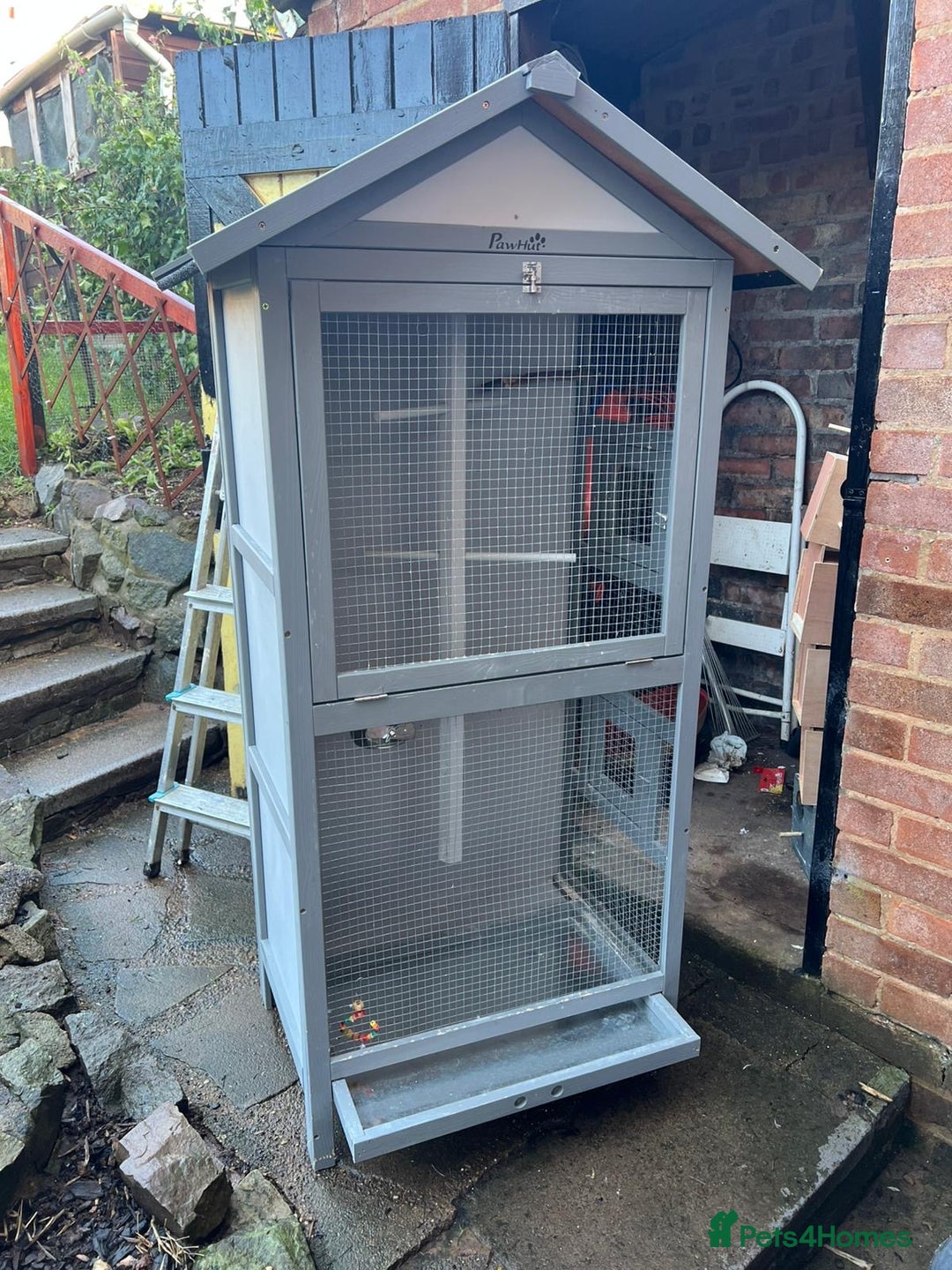 Budgerigars birds for sale: Baby Budgies £20 each - Advert 8