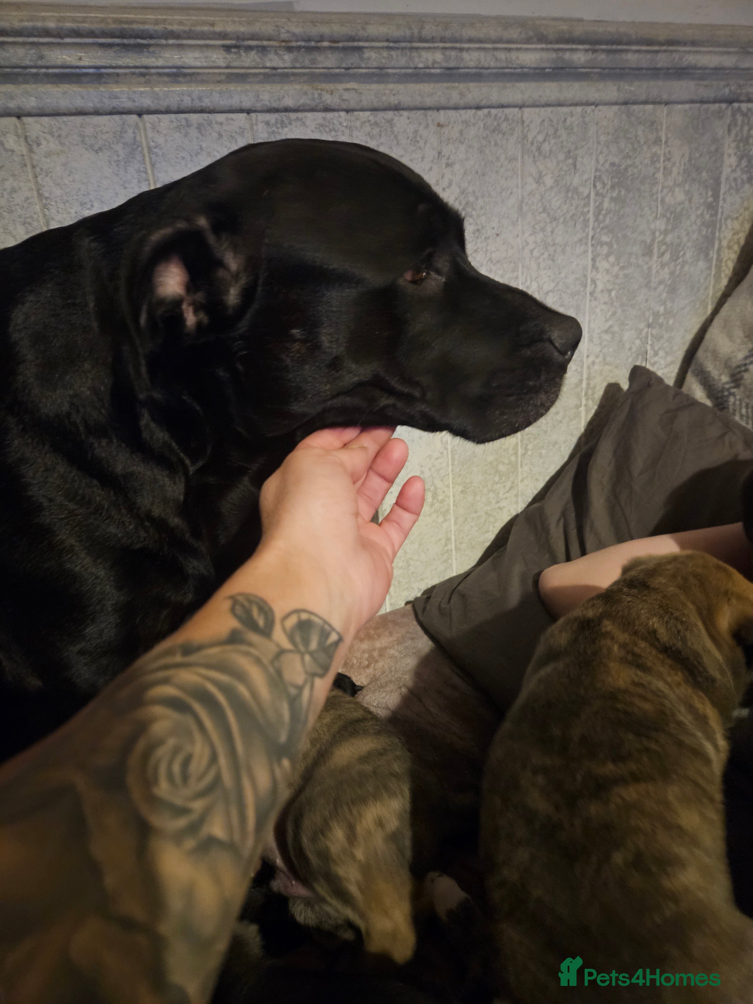 Mixed Breed dogs Husky x Staffy Mix – Last Female Puppy Available - Advert 1