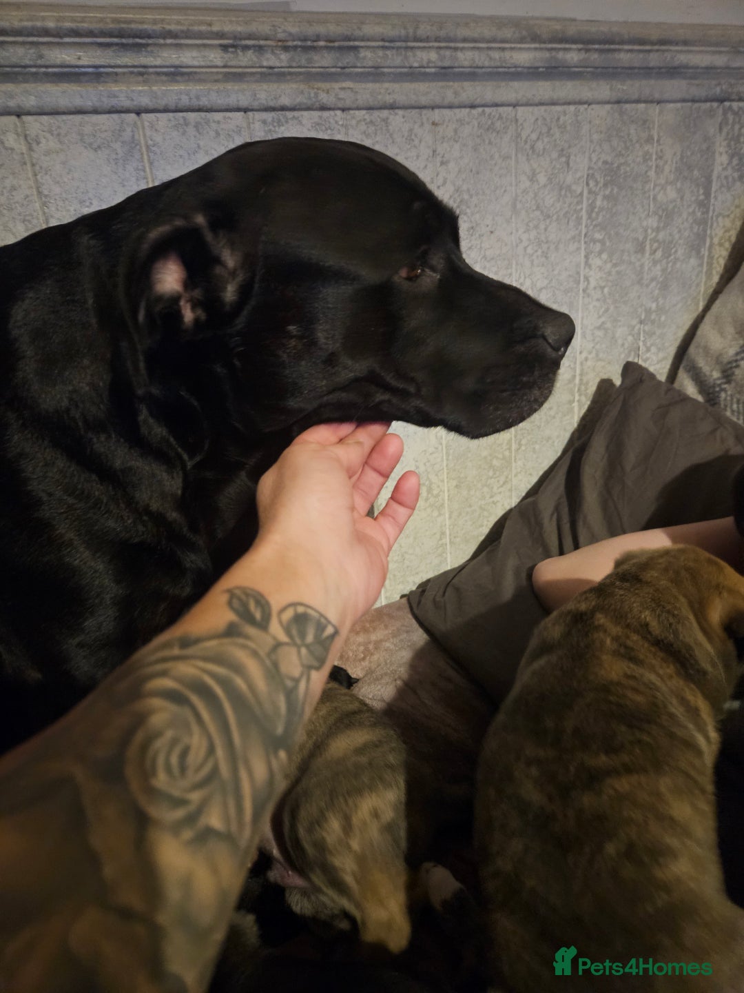 Mixed Breed dogs for sale: Husky x Staffy Mix – Last Female Puppy Available - Advert 1