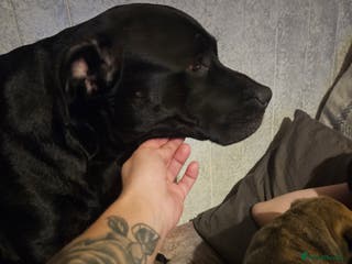 Mixed Breed dogs Husky x Staffy Mix – Last Female Puppy Available - Advert 1