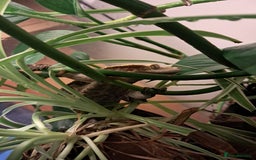 Gecko reptiles for sale: Male Crested Gecko with Bioactive Tank - Image 2