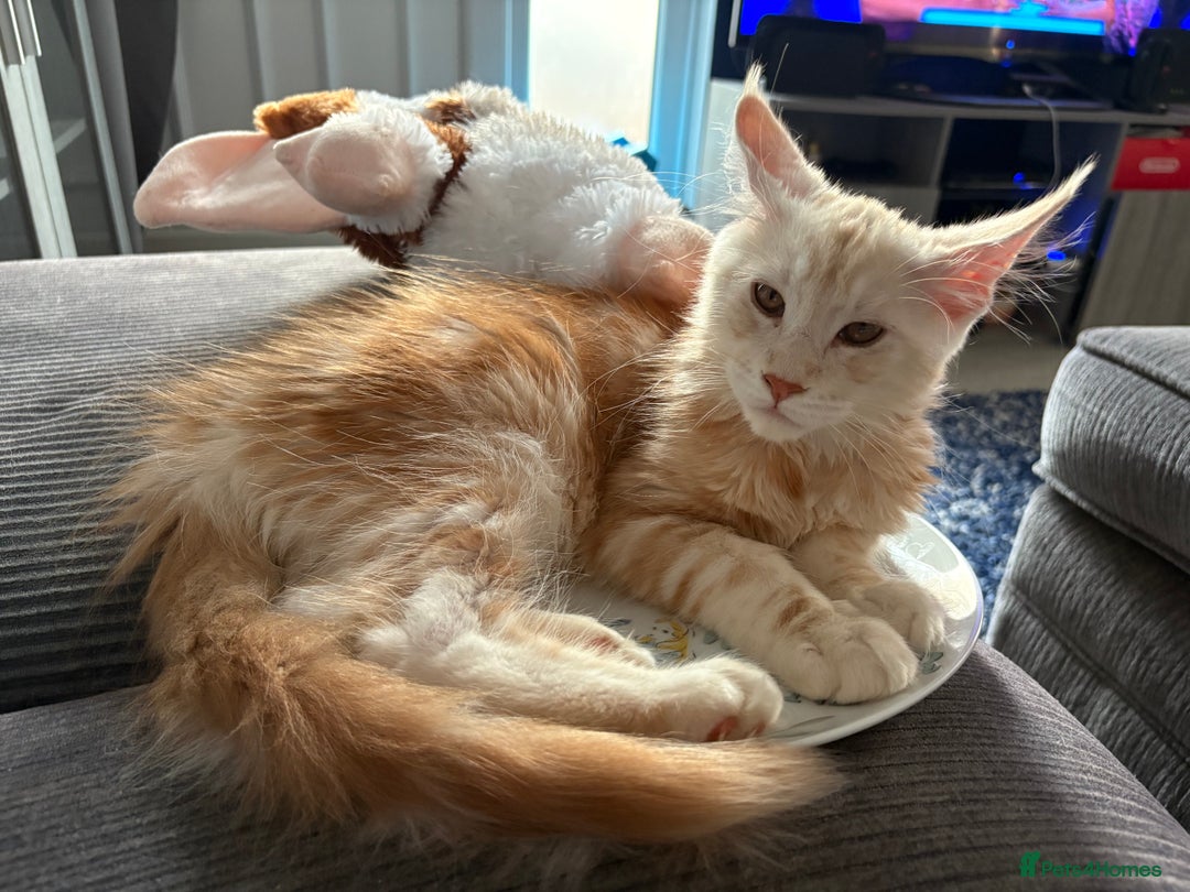 Maine Coon cats for sale: Perfect red cream boy  - Image 11