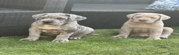 Mixed Breed dogs for sale: Cane Corso Puppies Lilac & Merle Blue Eyes - Advert 22
