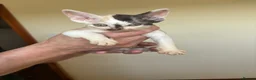 Devon Rex cats for sale: Quintelin Devon Rex - Advert 3