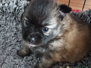 Pomeranian dogs Reduced, pomeranian boys, Ready for forever homes - Advert 5