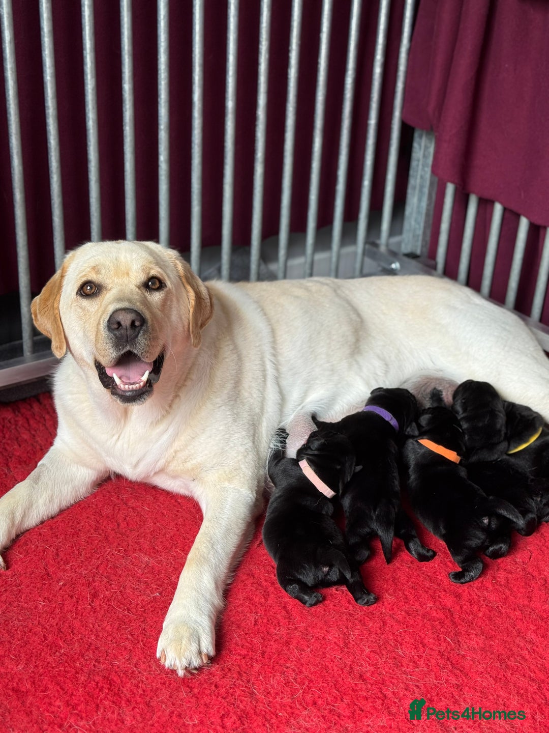 Labrador Retriever dogs for sale: KC CHAMPION LINE LABRADOR RETRIEVER PUPPIES - Image 6